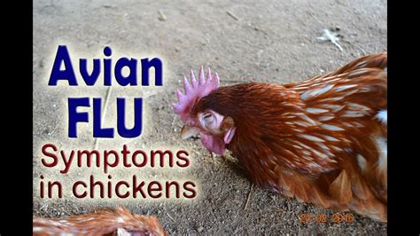 Avian flu, what is it? Causes, Symptoms and Treatment – Mediologiest