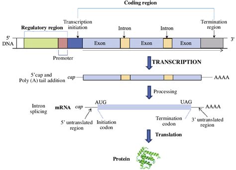 1 The structure of a gene and the control of gene expression in ...