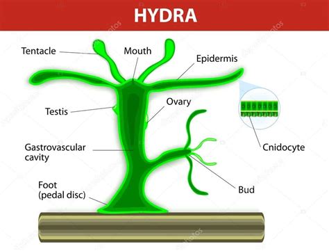 Structure Of Hydra - Parts And Functions - FarmPally.com