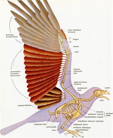 Posts about birds in children’s book art on Books Around The Table ...