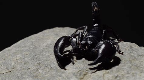 Black Scorpion Wallpapers - Top Free Black Scorpion Backgrounds ...