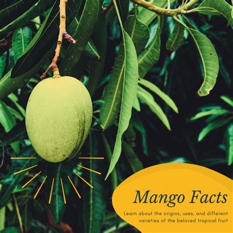 Facts About the Mango Tree: Description, Types, and Uses - Owlcation