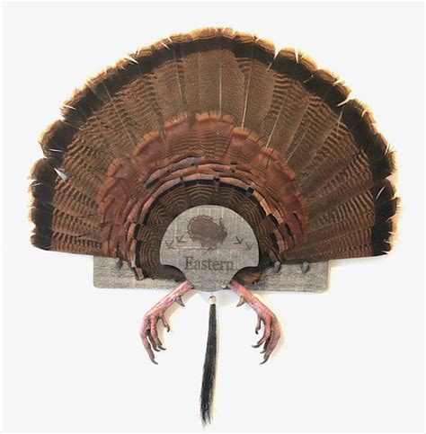 Turkey Fan Mount, Multiple Beards. - Etsy