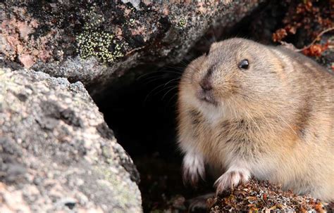 Republicans are happy lemmings | PoliticsNC