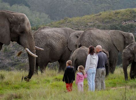 Knysna Elephant Park « Knysna Elephant Park Plett - African Elephant ...