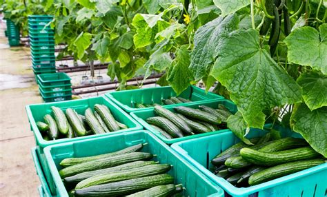 Cucumber Yield, Harvest, and Storage - Wikifarmer