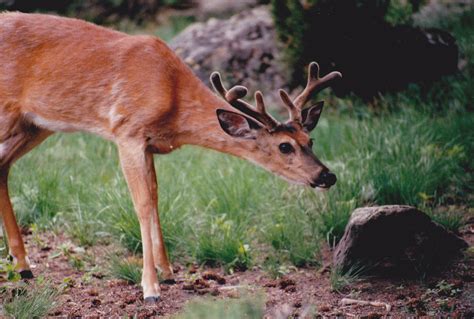 Tom Miner Quilts and Folk Art: Primitive Starburst and Wildlife, of course