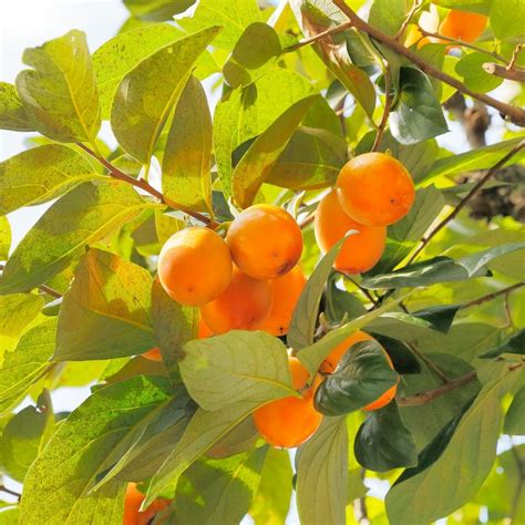 Buy Persimmon Trees Online | Garden Goods Direct