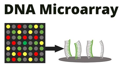 DNA Microarray (DNA chip) technique - YouTube