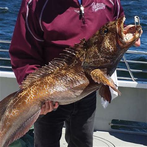 Fishing Charters for Rock Cod and Crab in San Francisco