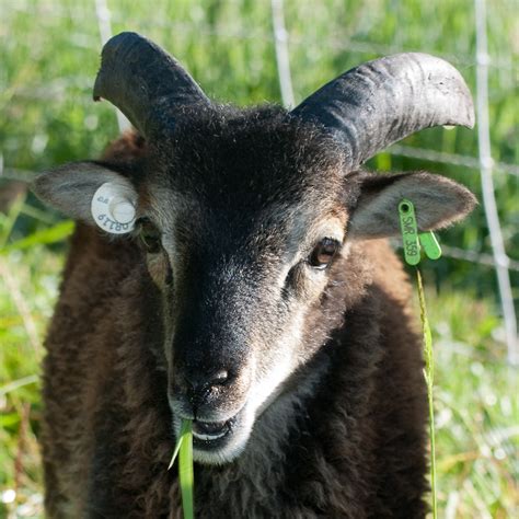 White spotting in Soay sheep : The Soay Sheep Chronicles