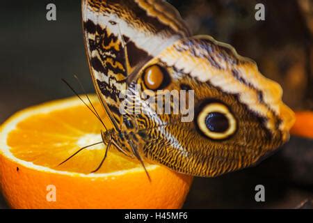 Morpho helena butterfly Stock Photo - Alamy