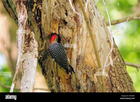 Red-bellied Woodpecker feeding babies at nest Stock Photo - Alamy