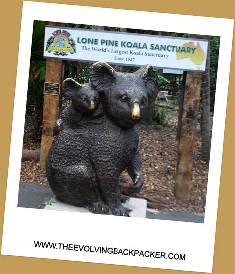 Lone Pine Koala Sanctuary - Brisbane - The Evolving Backpacker