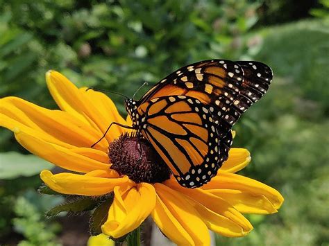 10 Unique Butterfly Species That Can Be Found In America - WorldAtlas.com