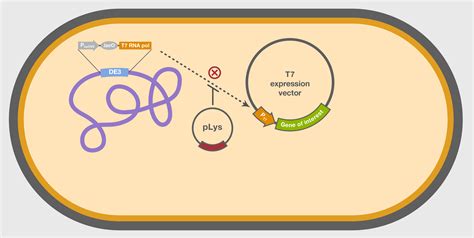 Expression Vectors: Types & Characteristics – StudiousGuy