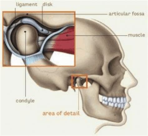 Temporomandibular Joint (TMJ) Exercises - Melbourne ENT Group