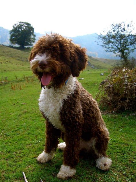 Lagotto Romagnolo österreich