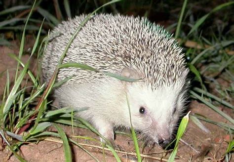 North African Hedgehog: Profile, Facts, Traits, Lifespan, Habitat ...