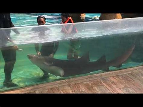 Manila Ocean Park Sharks and Rays Encounter - YouTube