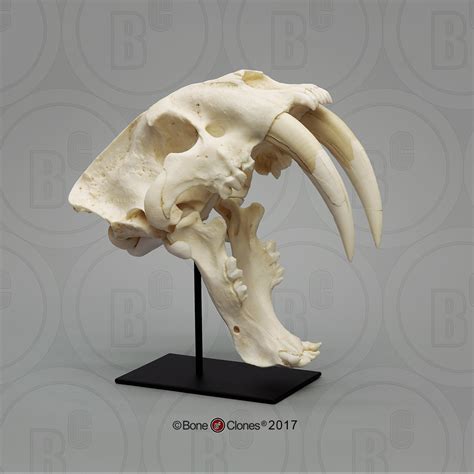 Sabertooth Cat, Smilodon Skull Antique Finish - Bone Clones ...