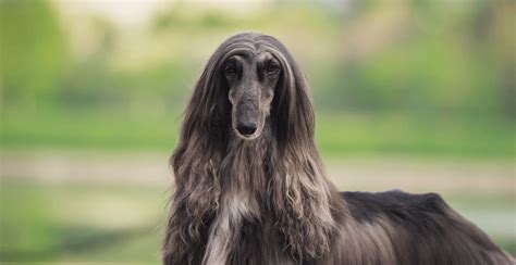 Afghan Hound Breed Guide (Lifespan, Size & Characteristics)