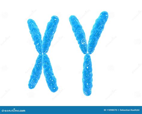 Xy-chromosome Stock Photo - Image: 11898070