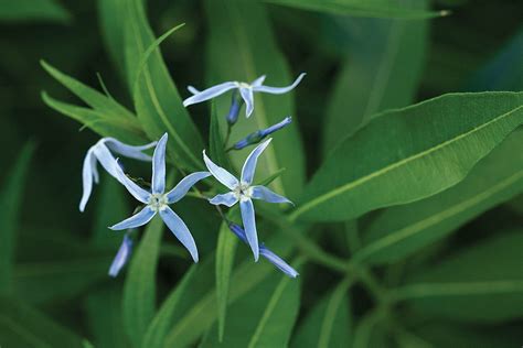 Bluestar: A Native Plant for the Masses - Fine Gardening