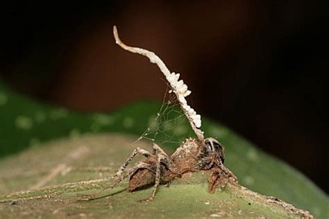 Zombie ant fungus, meet the anti-zombie-ant fungus - CSMonitor.com