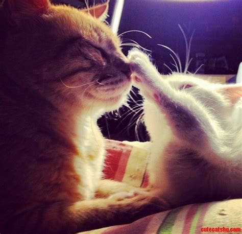 Boop On Your Nose | Cute cats HQ - Pictures of cute cats and kittens ...