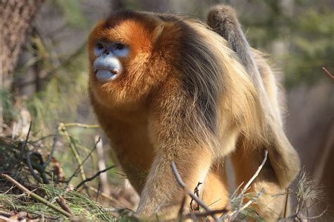 Golden Snub-nosed Monkey Facts, Habitat, Diet, Life Cycle, Baby, Pictures