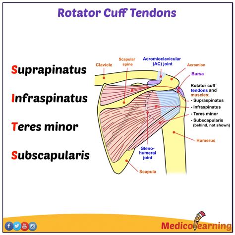 Rotator Cuff Muscles Anatomy