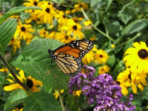 Butterfly Garden 2 Free Photo Download | FreeImages