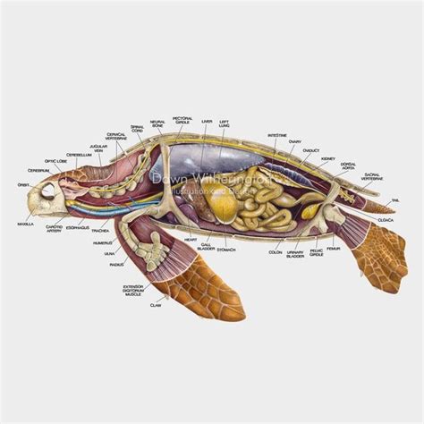 Loggerhead sea turtle anatomy | Animal science, Loggerhead sea turtle ...