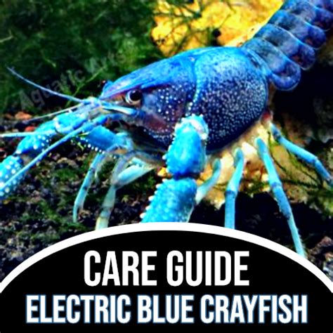 Electric Blue Crayfish - Care Guide – Aquatic Arts