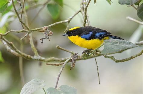 Blue-winged Mountain-Tanager (Anisognathus somptuosus) | Morten Ross