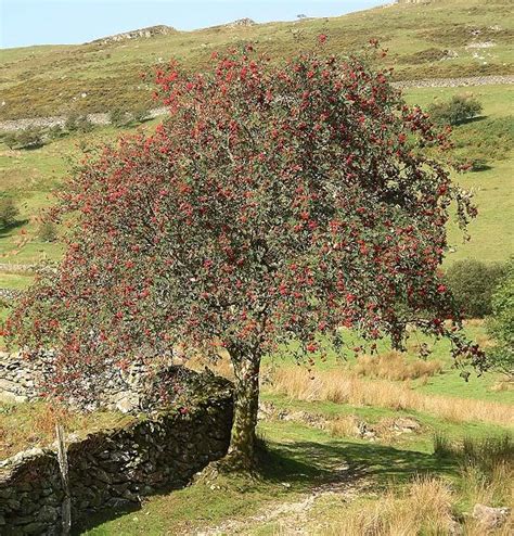 Mountain Ash Tree, Pictures, Images & Facts on Mountain Ash Trees