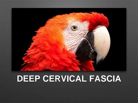 SOLUTION: Deep cervical fascia ppt - Studypool