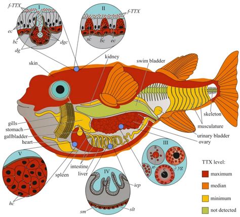 Fugu Fish Poison