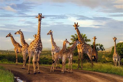 6 Days / 6 Nights Photo Safari with Zulu Nyala for 2 People in Zululand ...