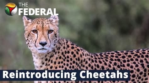 Read all Latest Updates on and about cheetah reintroduction in india