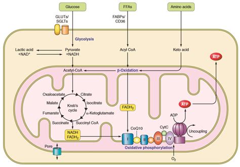 Energy production within the mitochondria. NAD/H, nicotinamide adenine ...