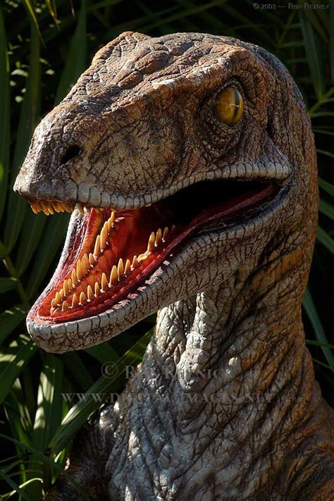 Velociraptor | Dinosaur images, Dinosaur history, Dinosaur