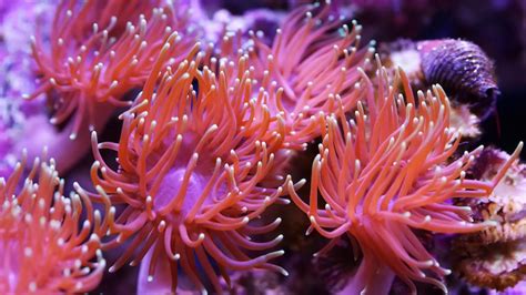 Interesting Sea Anemone Facts - YouTube