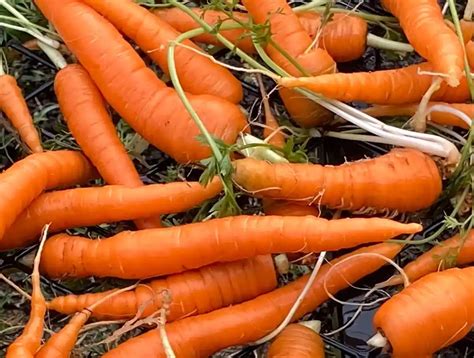 Carrot Seeds - Alvarado Community Farm