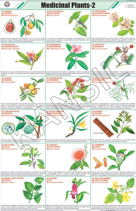 Full Color Art Paper Laminated Medicinal Plants -II For General Chart ...