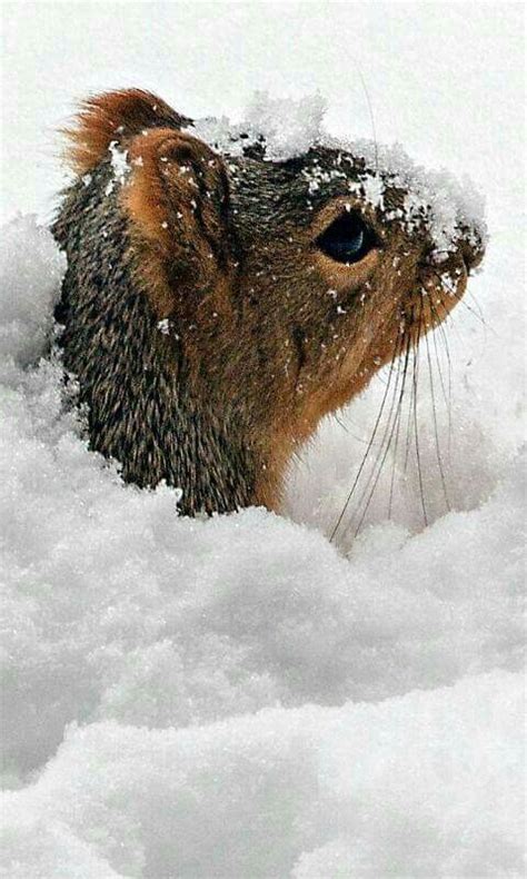 Squirrel in snow | Cute squirrel, Animals beautiful, Squirrel