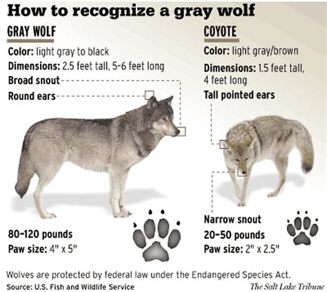 Gray Wolves Size And Weight | Blog Dandk