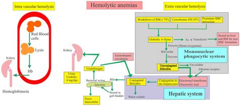 Intravascular haemolysis causes, symptoms, diagnosis & treatment