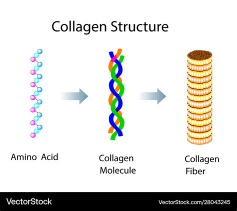 Collagen Structure